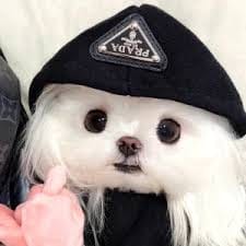 Bunga Citra avatar